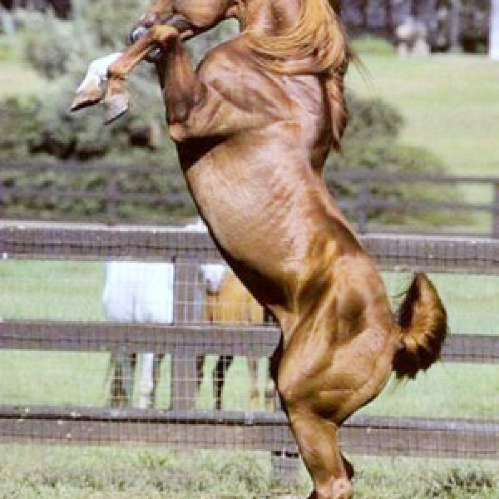 Сильная верховая. Лошадь на дыбах. Сильный конь. Мощная лошадь. Стльнвй конь.