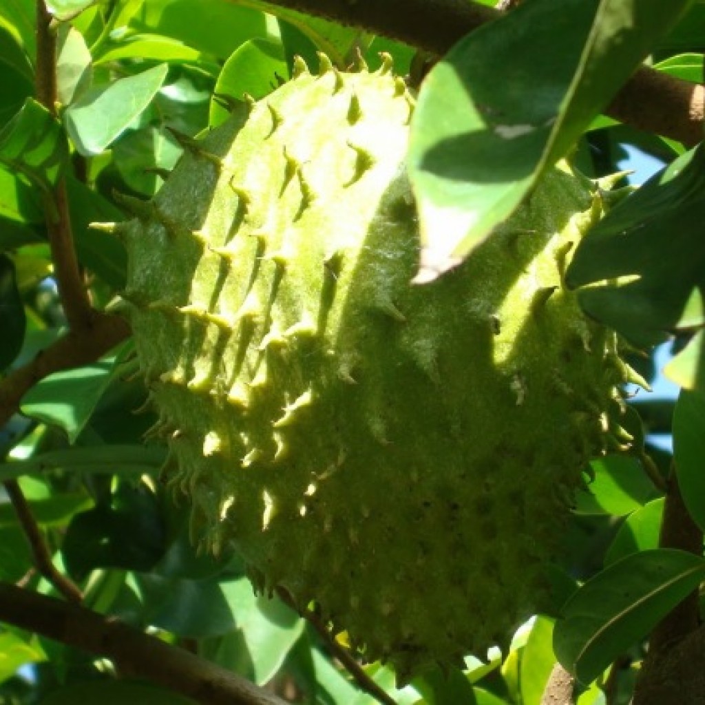 Come Usare Guanabana Frutto Esotico Contro Cancro