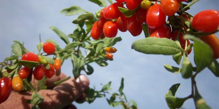 bacche di goji