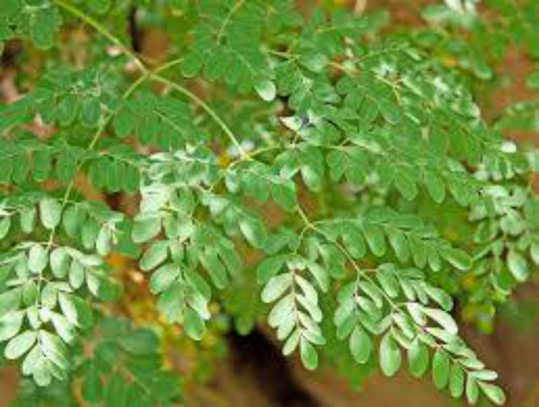 moringa oleifera