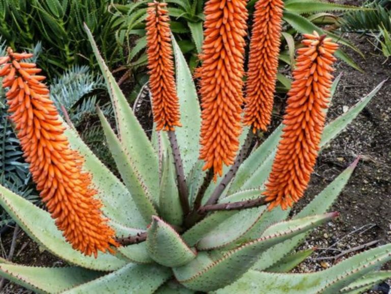 aloe ferox