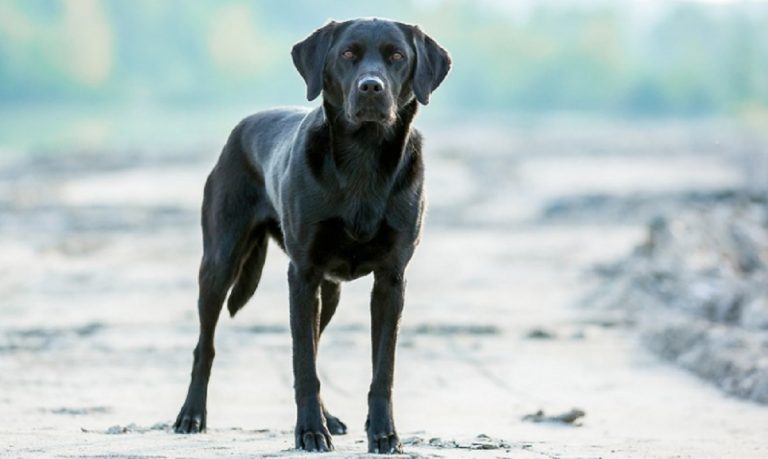 padrone malore cani lo salvano