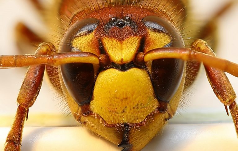 Primo piano di un calabrone asiatico